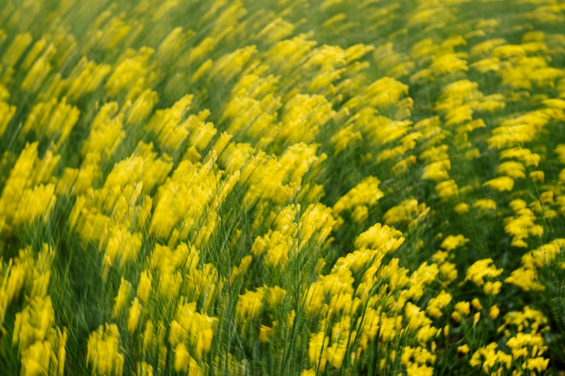 allergy testing kinesiology